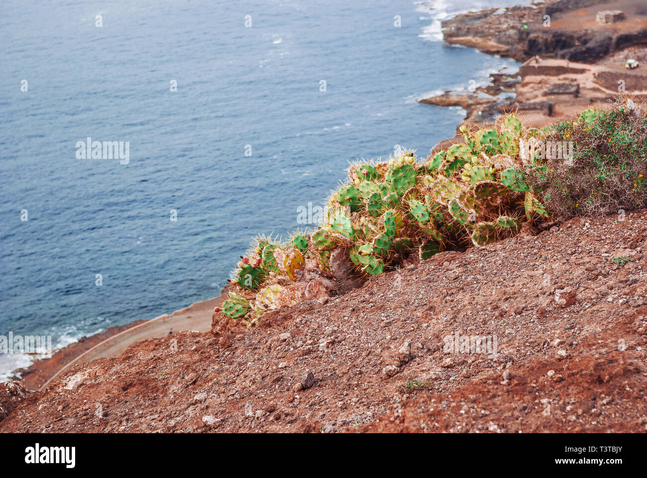 Cactus grow on red rocks on the seashore Stock Photo