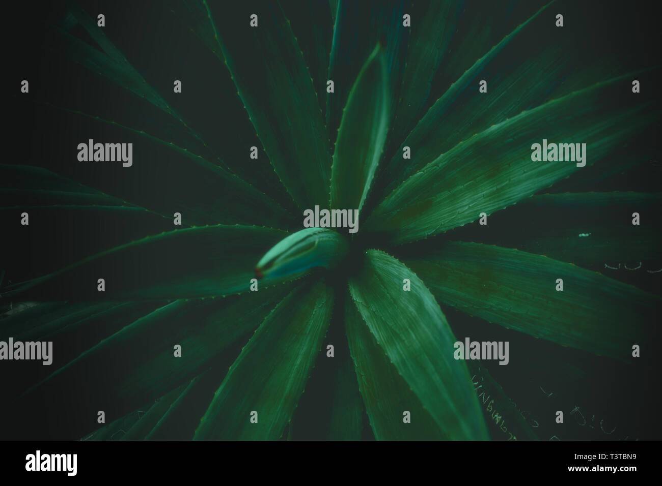 spiny leaves with dark green Stock Photo