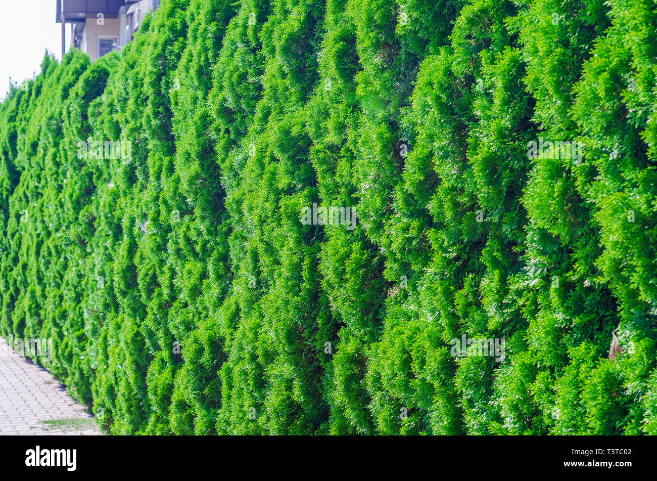 Green shrub thuja, planted evenly trimmed. Background bush, nature Stock Photo