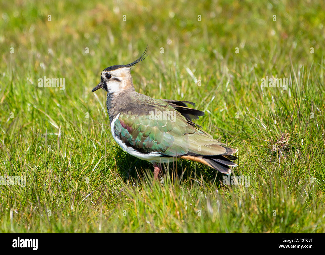 The sun bringing out the colours of a lapwings plumage near Marshaw, Lancaster, Lancashire. This farmland bird has suffered significant declines recen Stock Photo