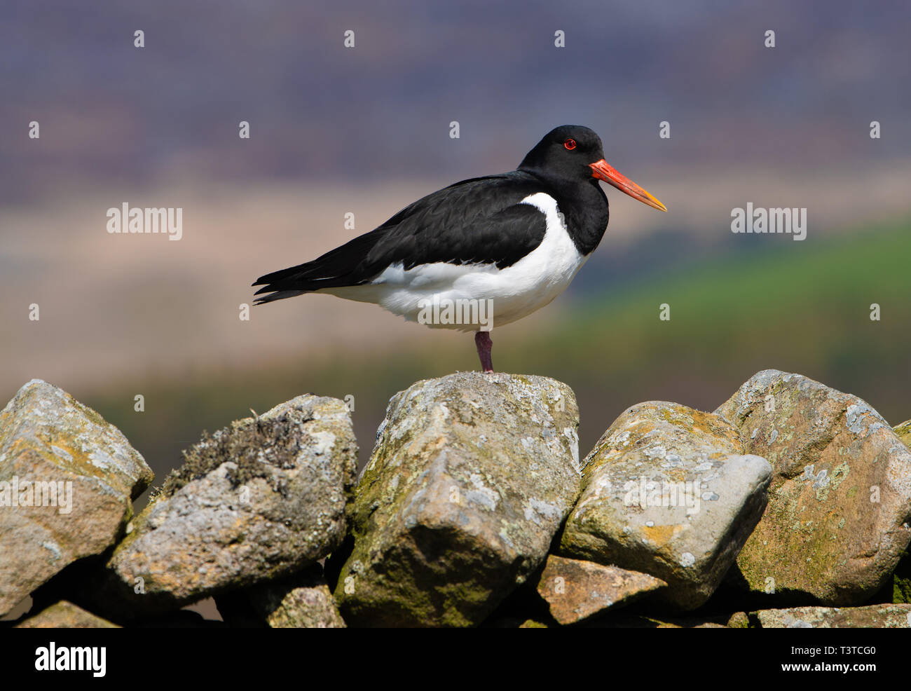A Eurasian oystercatcher standing on one leg on a stone wall near Marshaw, Lancaster, Lancashire. Stock Photo