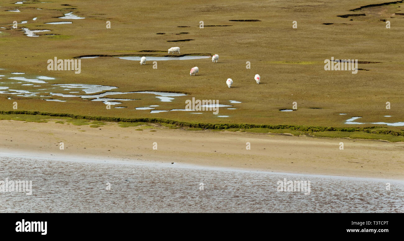 ACHILTIBUIE ROSS AND CROMARTY SCOTLAND SHEEP GRAZING ON SALT MARSH NEAR THE SEA Stock Photo