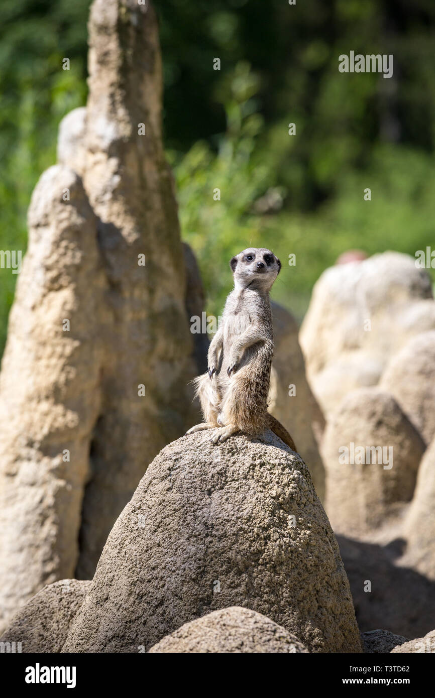 Suricate Funny High Resolution Stock Photography And Images Alamy Suricate Funny High Resolution Stock Photography And Images Alamy