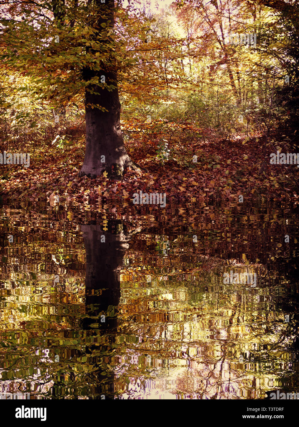 Golden carpet hi-res stock photography and images - Alamy