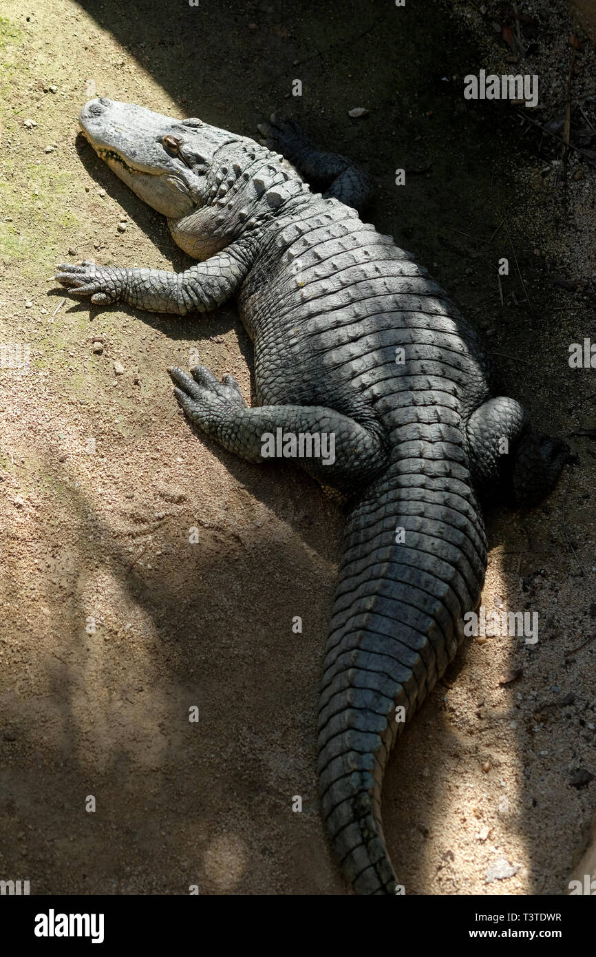 Huge adult crocodile vertical image, photo taken in Elche safari park,  Province of Alicante, Spain, Europe Stock Photo - Alamy