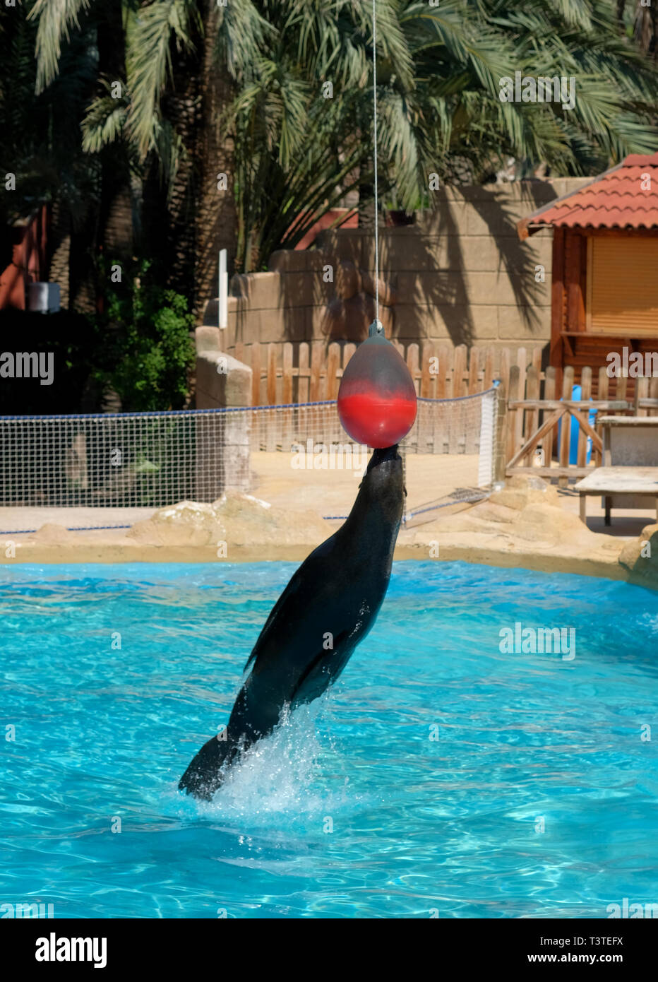 Vertical image fur seal jumping from blue pool water touch to ball, entertainment show for tourists, Spain Stock Photo