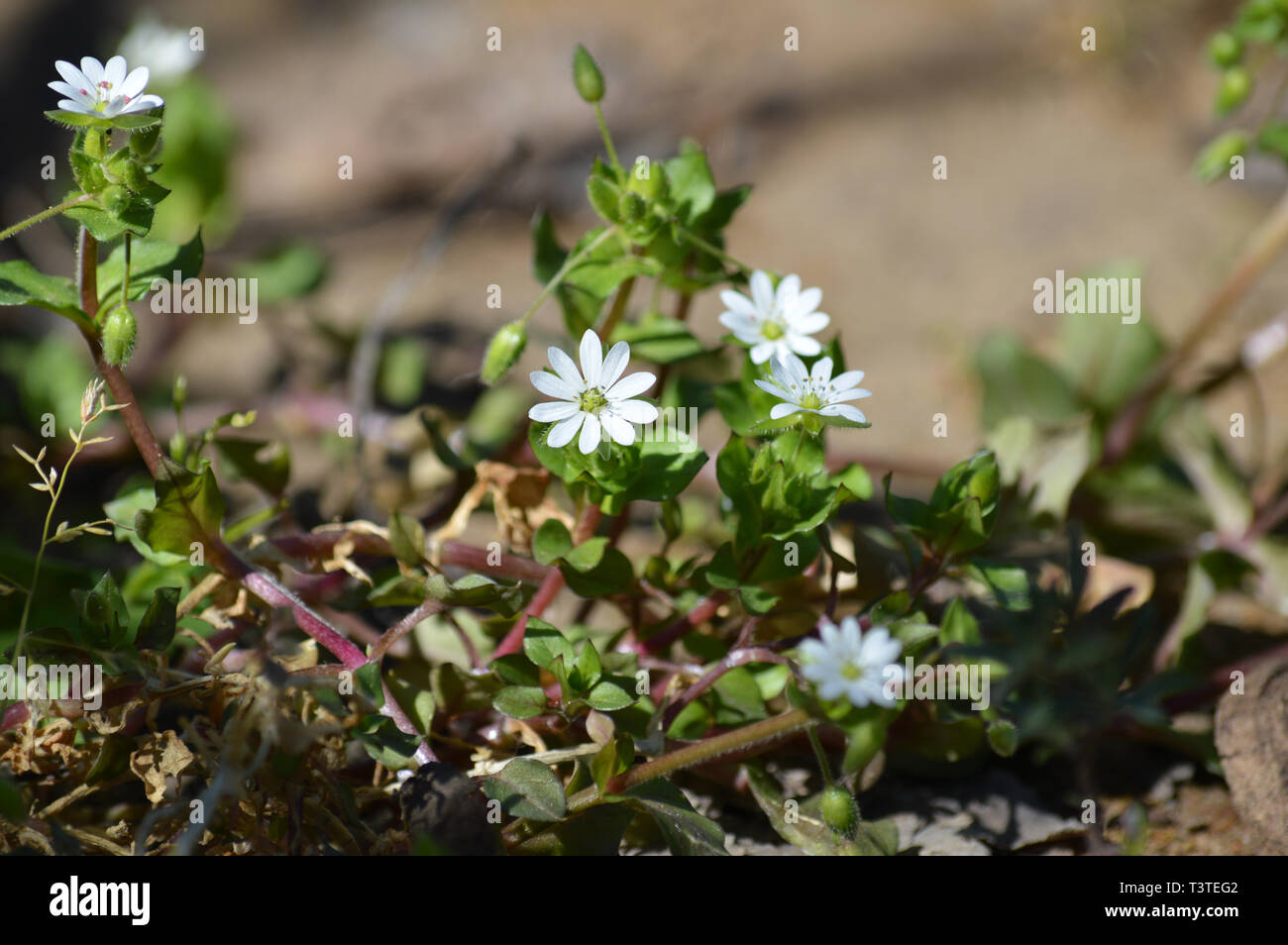 Close-up of Common Chickweed Flowers, Stellaria Media, Nature, Macro Stock Photo