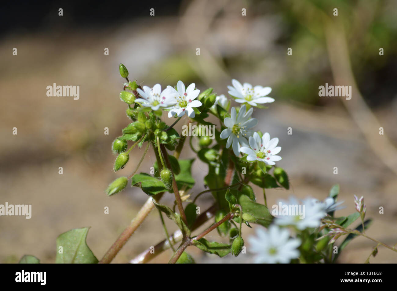 Close-up of Common Chickweed Flowers, Stellaria Media, Nature, Macro Stock Photo