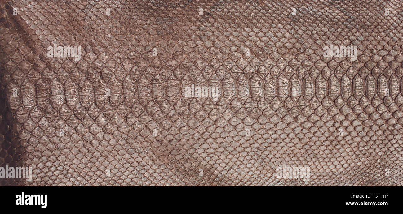 Snake skin abstract texture showing the reptile scales as a simple  background Stock Photo - Alamy