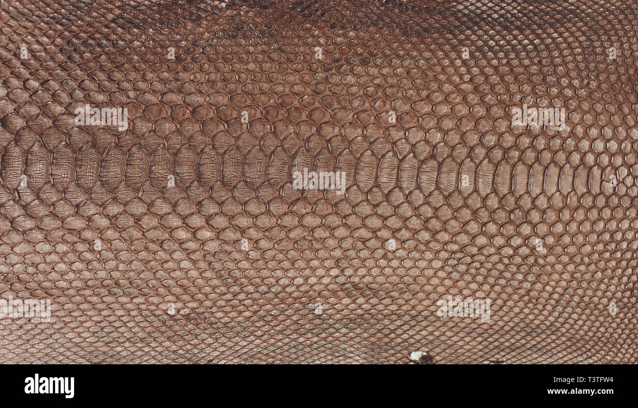 Snake skin, can use as background pattern leather. Stock Photo