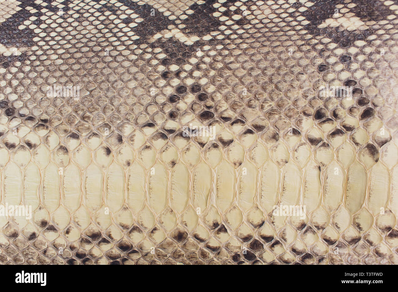 Snake skin, can use as background pattern leather. Stock Photo