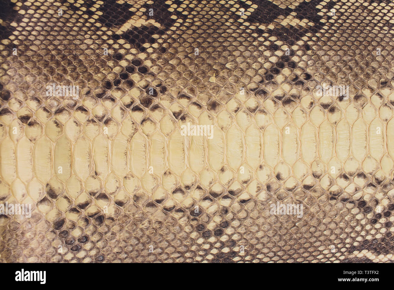 Snake skin, can use as background pattern leather. Stock Photo