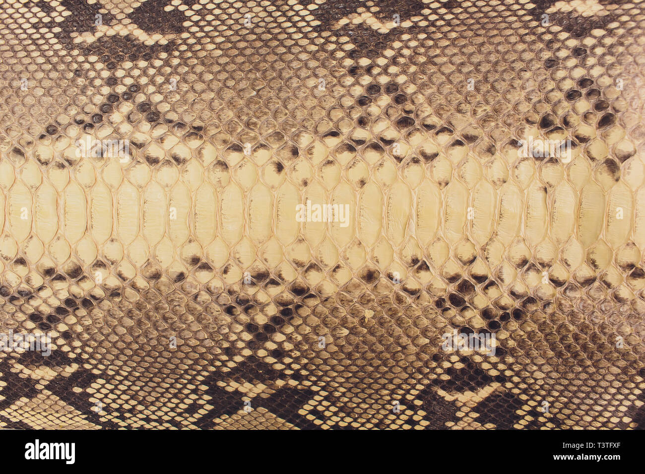 Snake skin, can use as background pattern leather. Stock Photo