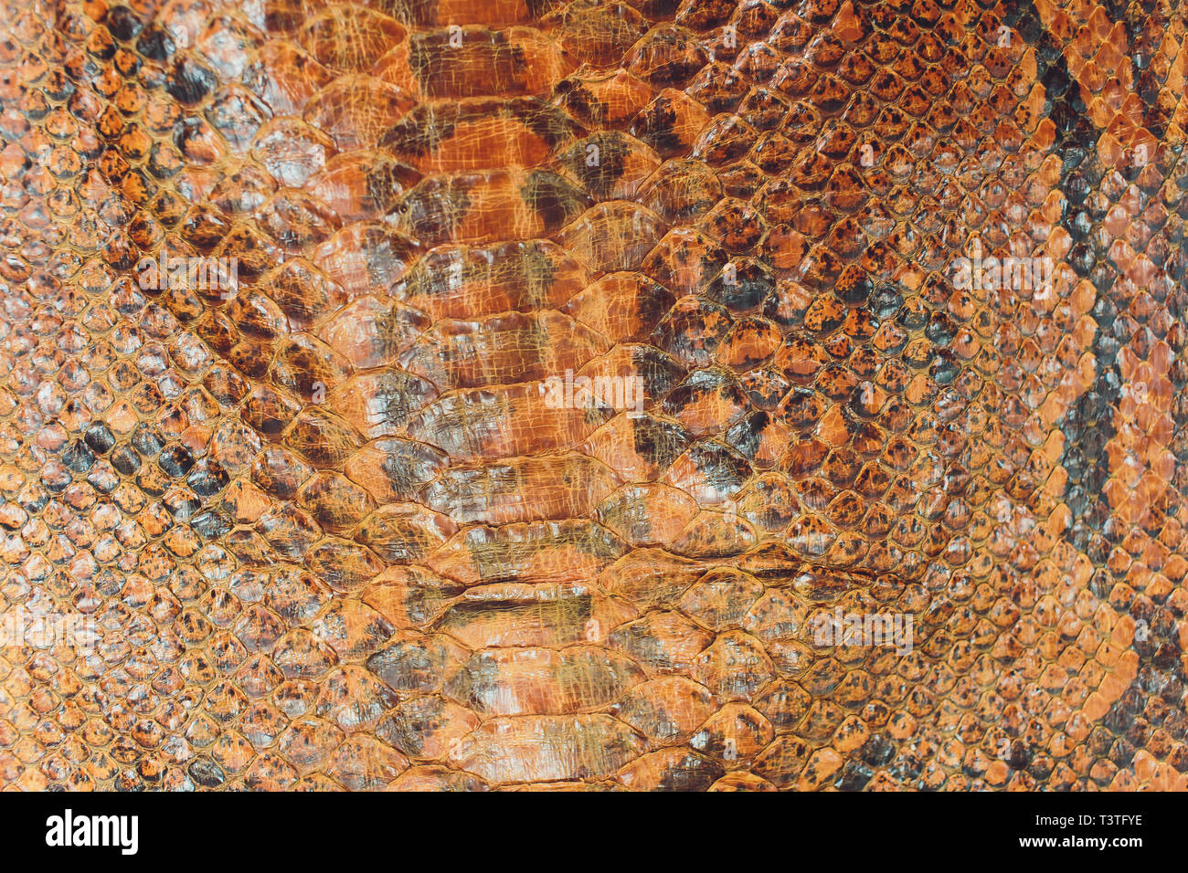 Snake skin, can use as background pattern leather. Stock Photo