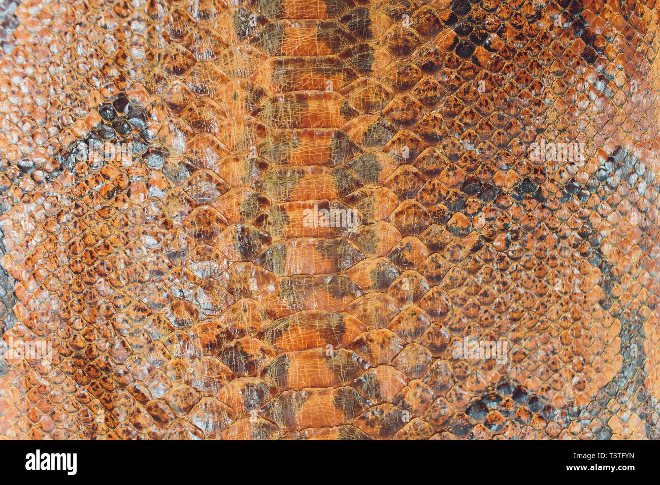 Snake skin, can use as background pattern leather. Stock Photo