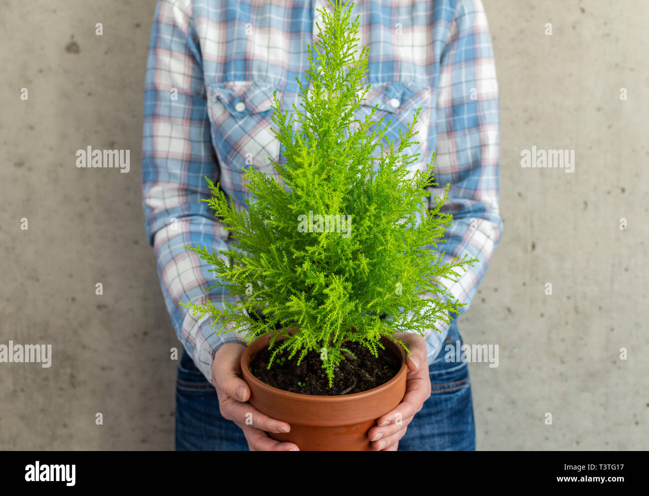 Woman holding a houseplant Cupressus Goldcrest Wilma in her hands against the background of a concrete wall Stock Photo