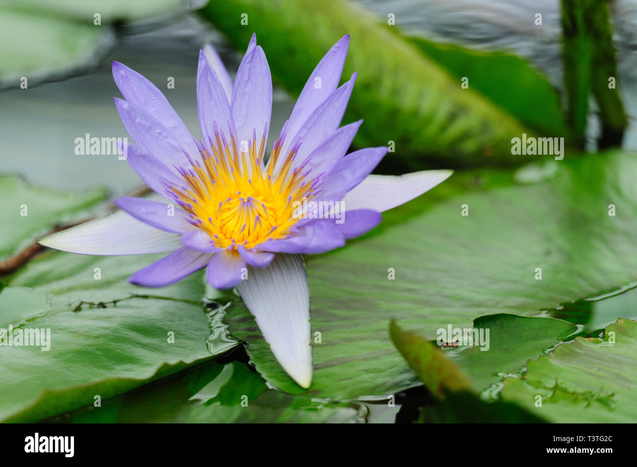 Nymphaeaceae / Nymphaea (Director GT Moore) flower is a family of flowering plants, commonly called water lilies. Close-up. Copy space. Stock Photo