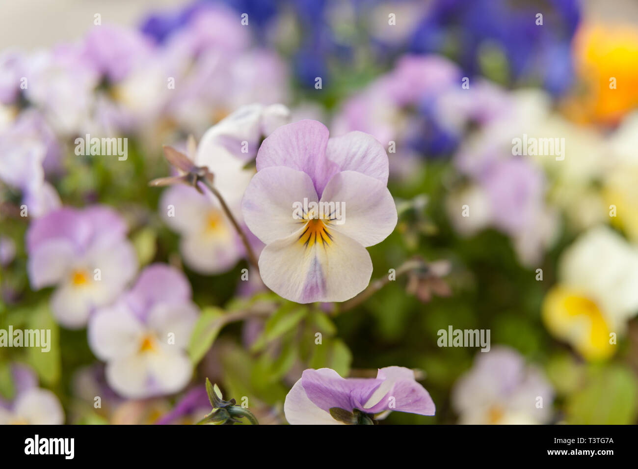 Viola Rose Pink (Pansy) Flower. Background blurred with various flowers
