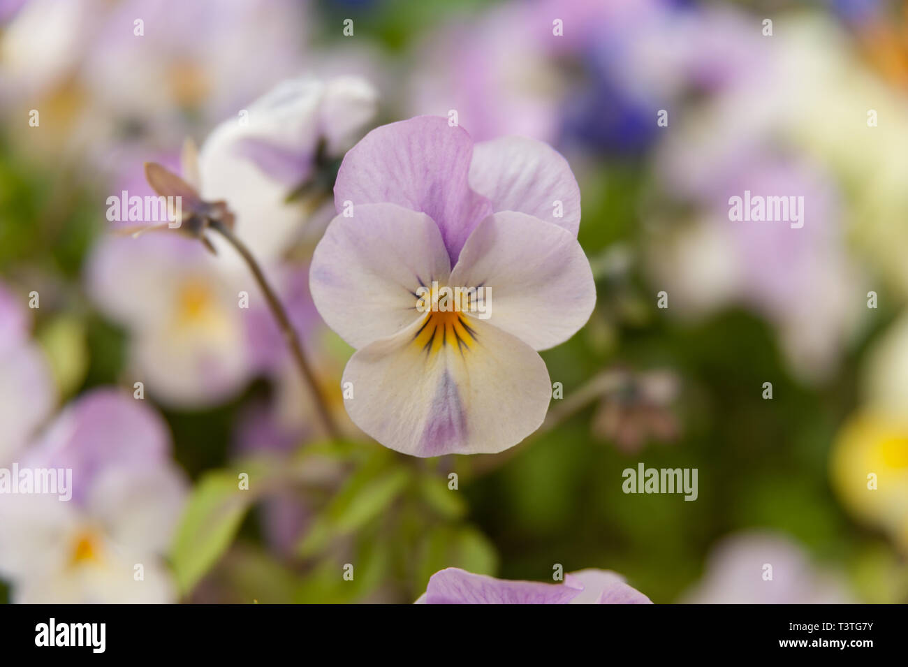 Viola Rose Pink Flower (Pansy) Closeup. Background blurred with