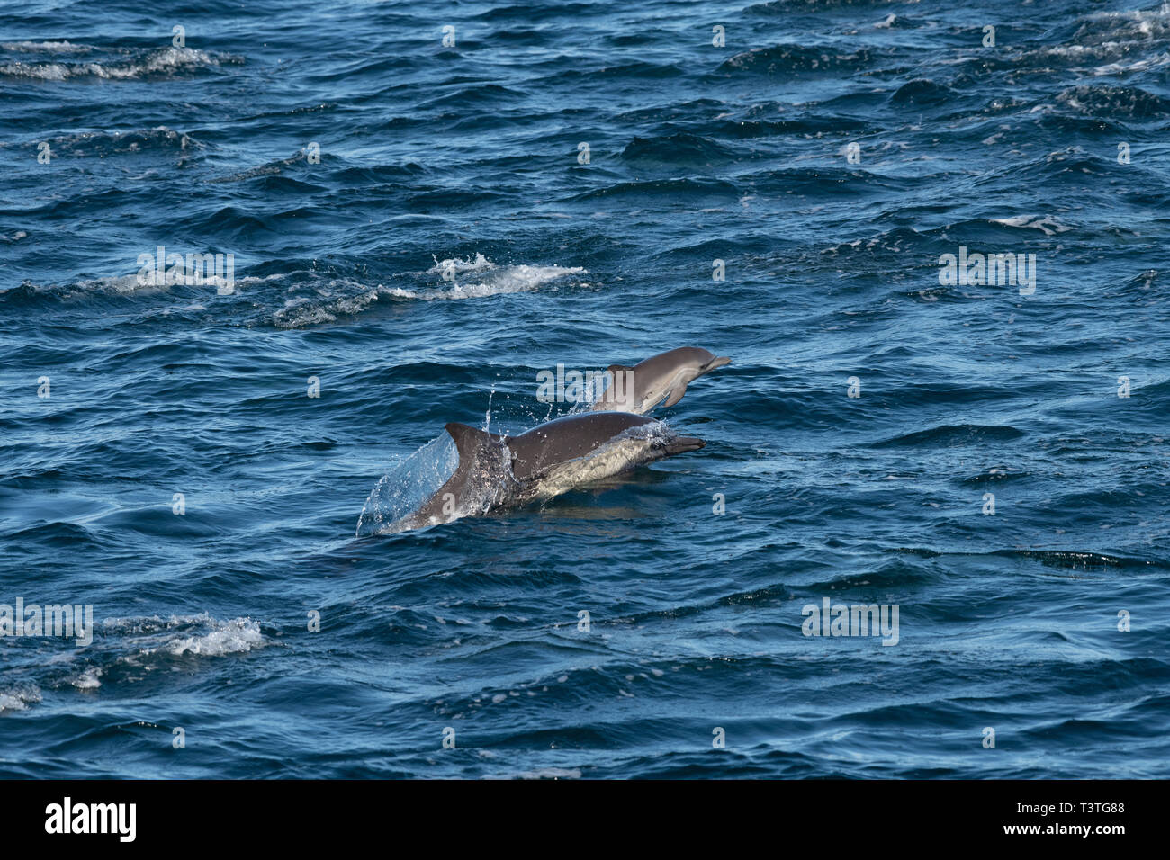 Pod of Long-beaked common dolphin (Delphinus capensis) off the coast of Baja California, Mexico. Stock Photo
