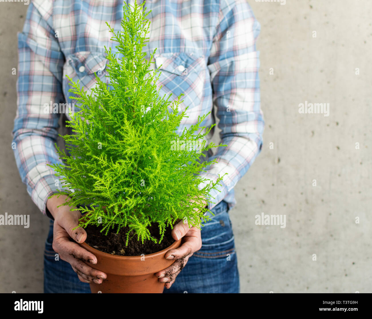 Transplanting a houseplant Cupressus Goldcrest Wilma in a clay pot, woman holding a pot in her hands against the background of a concrete wall Stock Photo