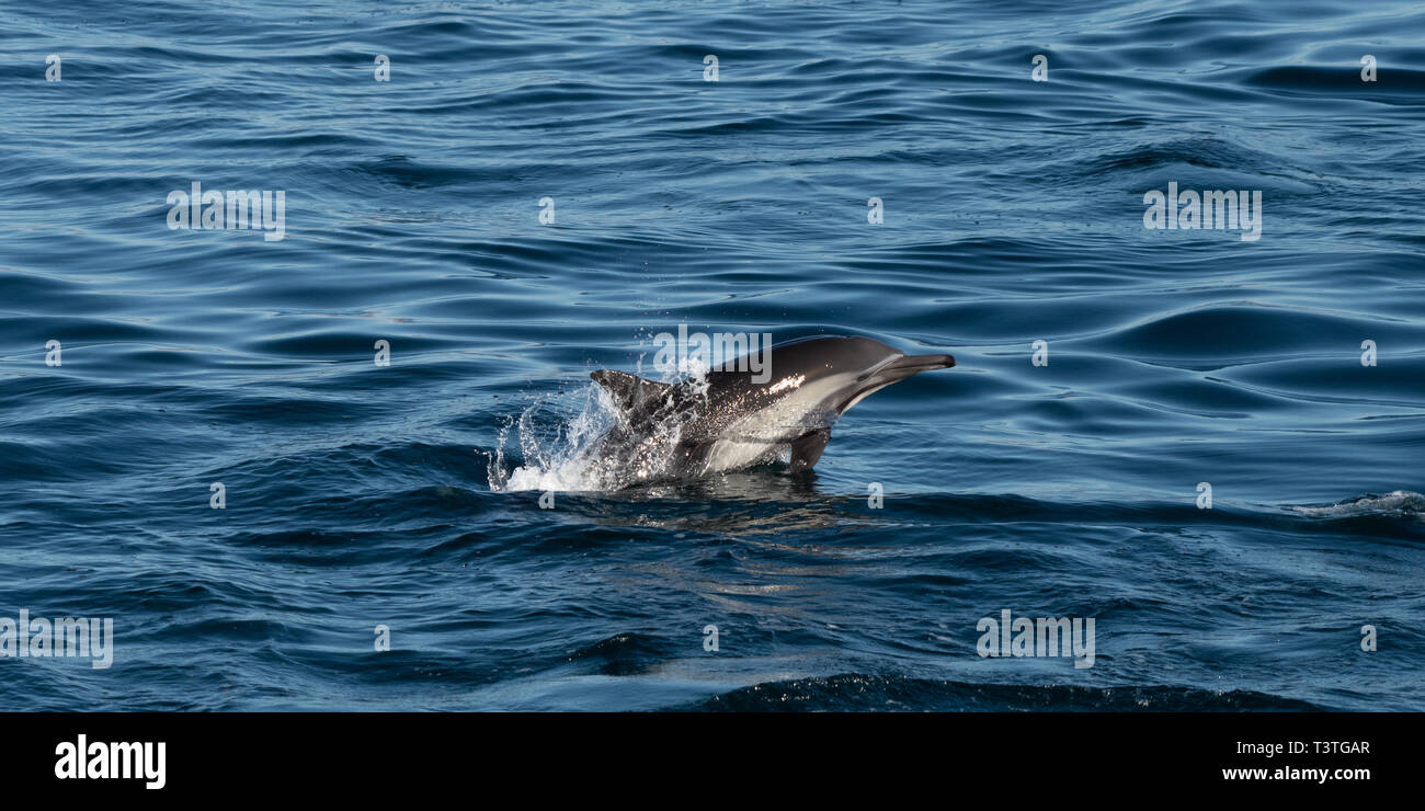 Long-beaked common dolphins (Delphinus capensis) off the coast of Baja California, Mexico. Stock Photo