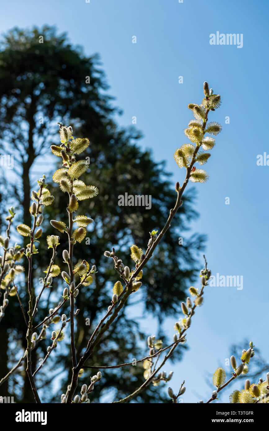 Salix hookeriana, salicaceae, coastal willow. Catkins in spring sunshine. Stock Photo