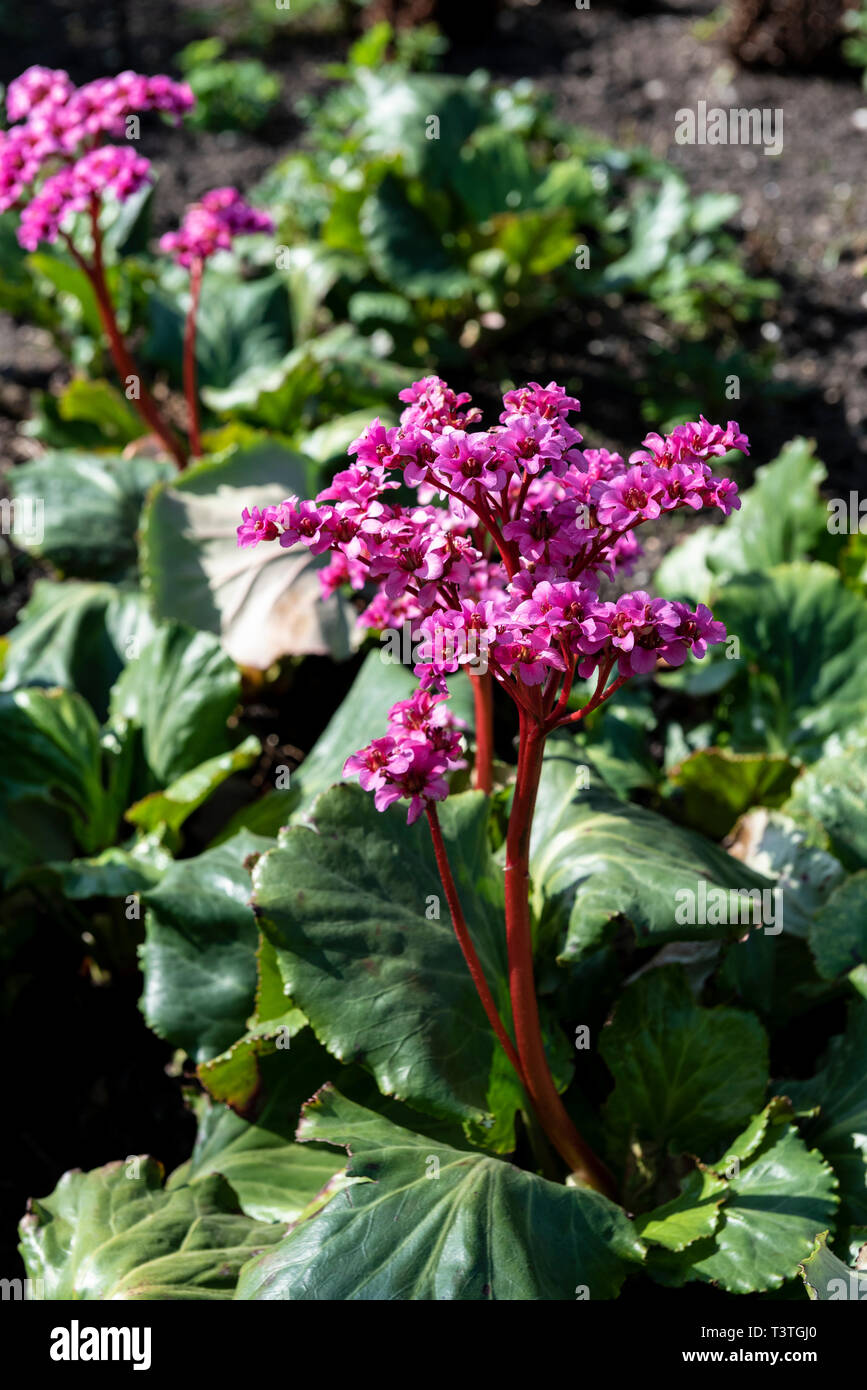 Bergenia morgenrote, saxifragaceae, morning red. Stock Photo