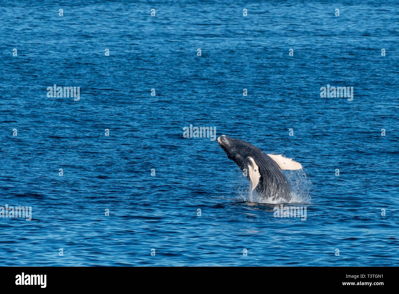 Humpback Whale (Megaptera novaeangliae) breaching off the coast of Baja California, Mexico. Stock Photo