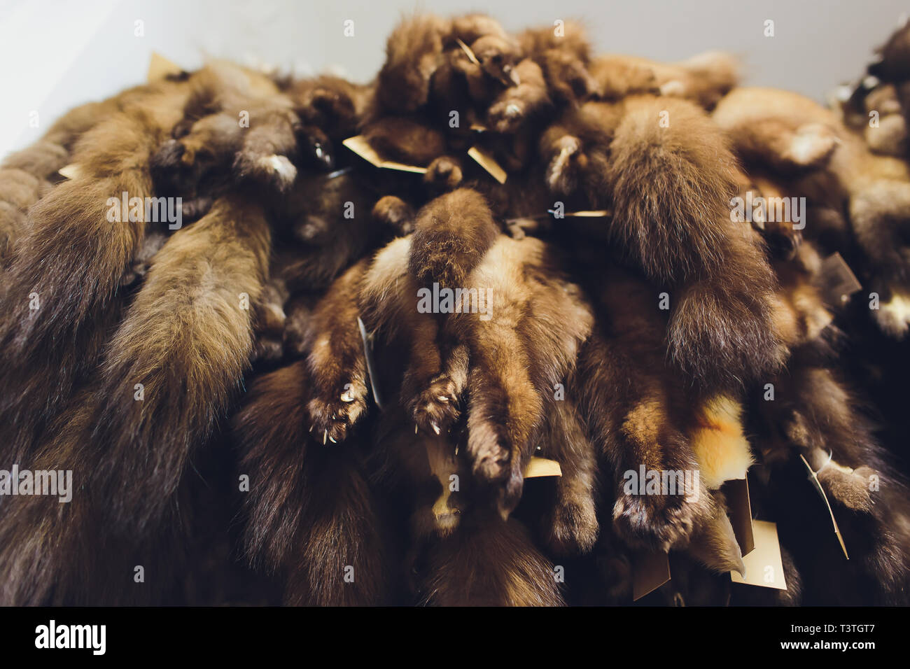 Animal fur. foxes, raccoon, wolf, beaver, mink, nutria hanging after processing. Stock Photo