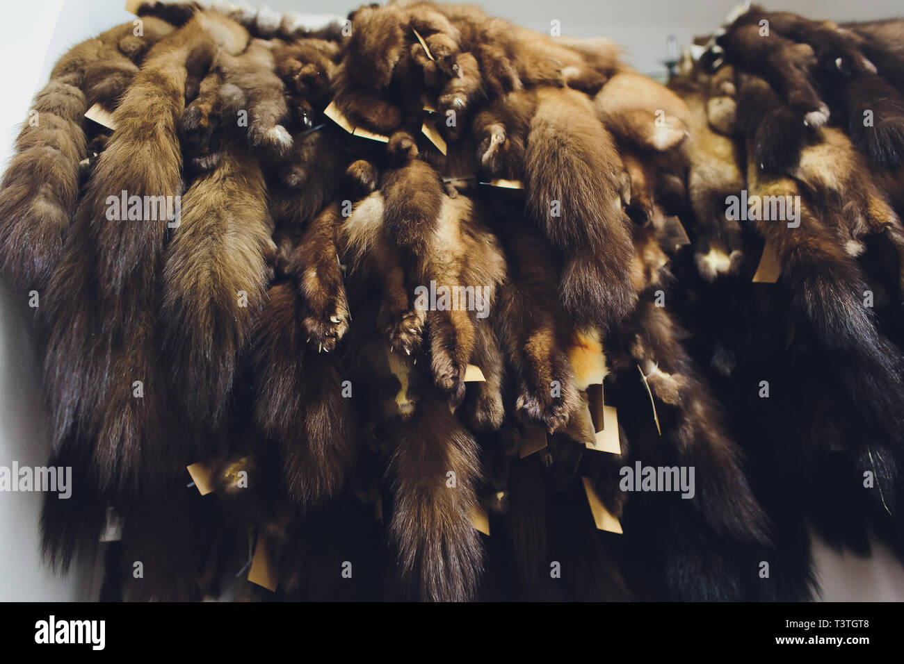 Animal fur. foxes, raccoon, wolf, beaver, mink, nutria hanging after processing. Stock Photo