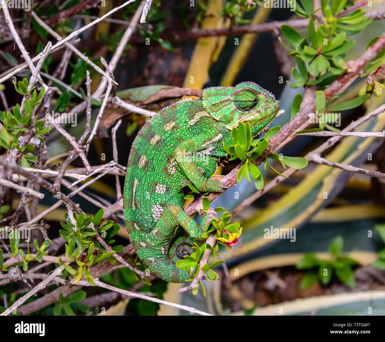 Wild green Mediterranean Chameleon or Common Chameleon - Chamaeleo chamaeleon - in bushes, Malta Stock Photo