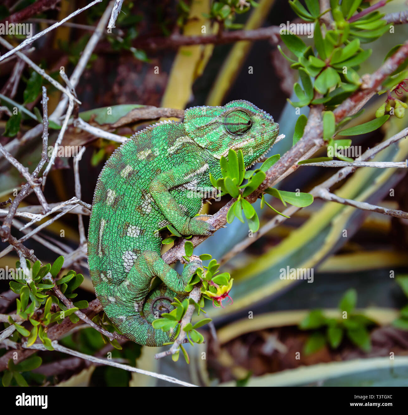 Wild green Mediterranean Chameleon or Common Chameleon - Chamaeleo chamaeleon - in bushes, Malta Stock Photo