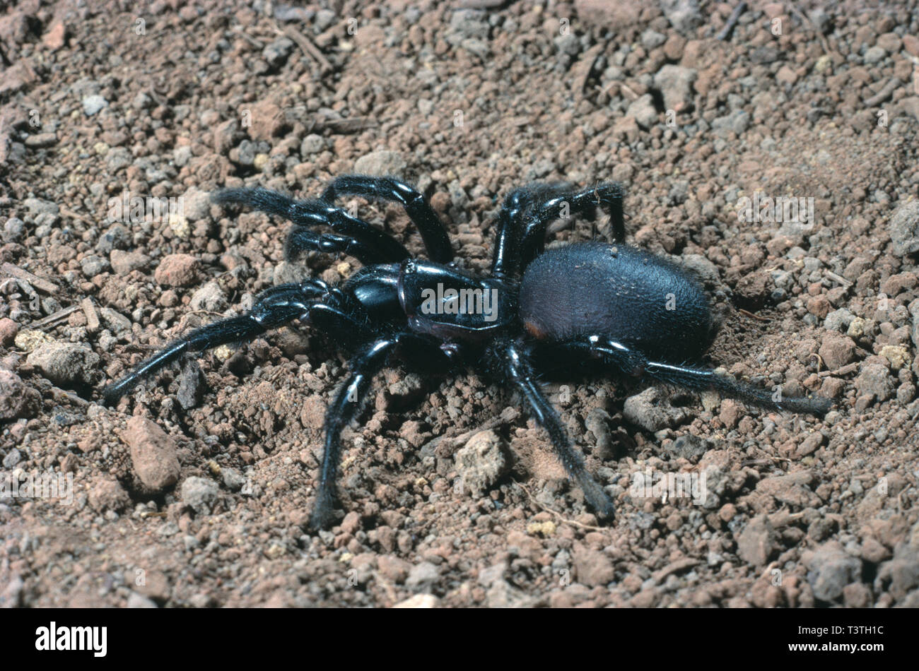 Australian wildlife. Arachnids. Sydney Funnel-web spider. Atrax robustus. Stock Photo