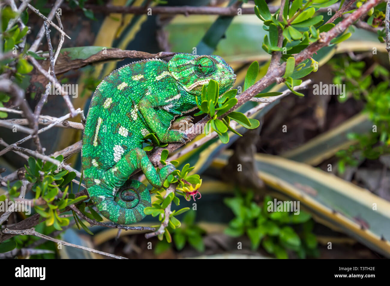Wild green Mediterranean Chameleon or Common Chameleon - Chamaeleo chamaeleon - in bushes, Malta Stock Photo
