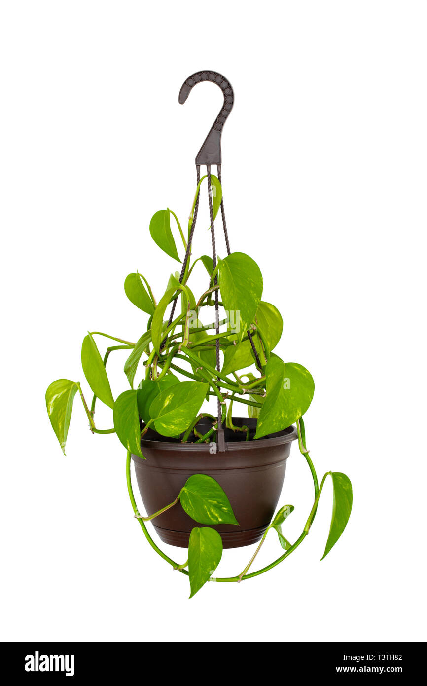Hanging Golden Pothos houseplant isolated on white Stock Photo - Alamy