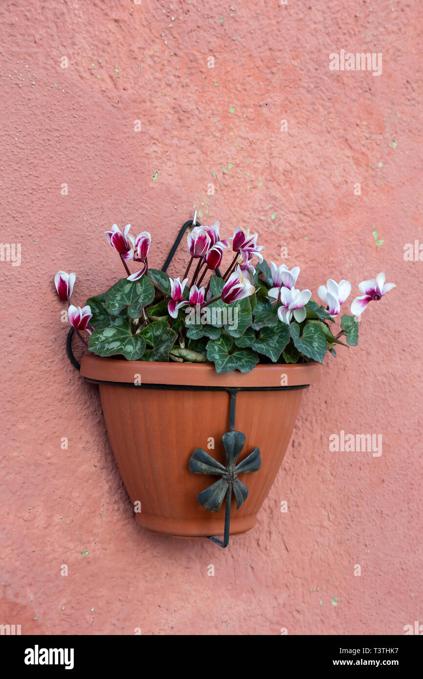 Flower Pots In Burano Italy Stock Photo