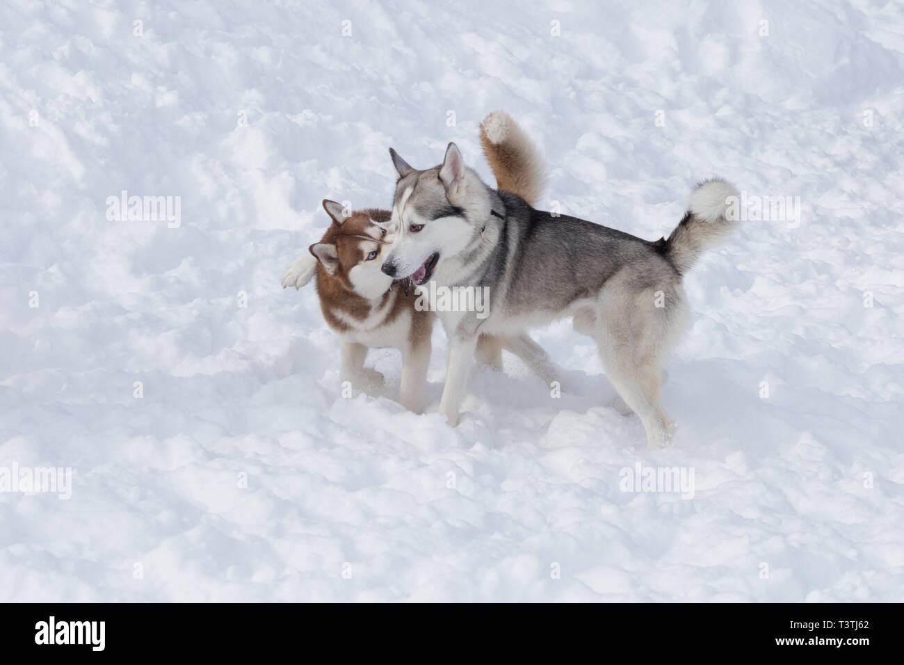 Two siberian husky are playing on a white snow in the park. Pet animals ...