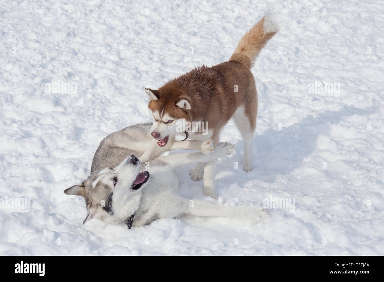 Two cute siberian husky are playing on a white snow in the park. Pet ...