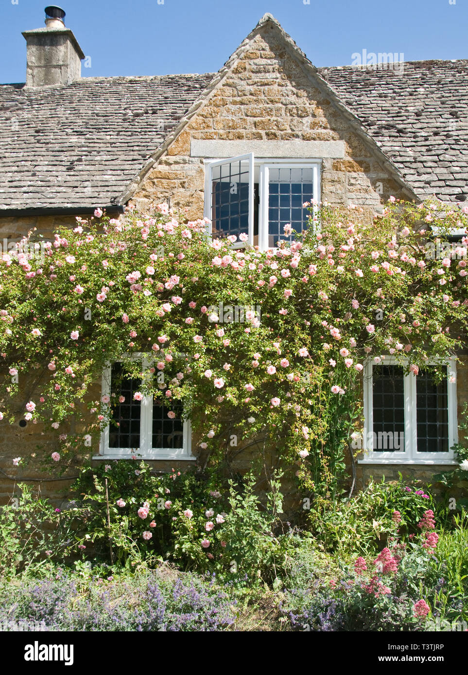 Summer roses in Adlestrop. Lobbs Cottage Stock Photo