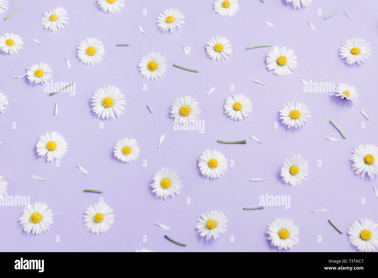 Flowers composition. Pattern made of chamomiles, petals, leaves on pastel  purple background. Spring, summer concept. Flat lay, top view, copy space  Stock Photo - Alamy