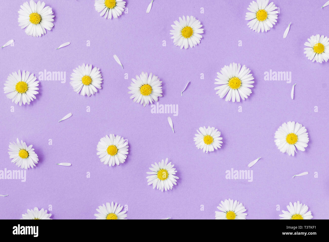 Flowers composition. Pattern made of chamomiles, petals on pastel purple  background. Spring, summer concept. Flat lay, top view, copy space Stock  Photo - Alamy