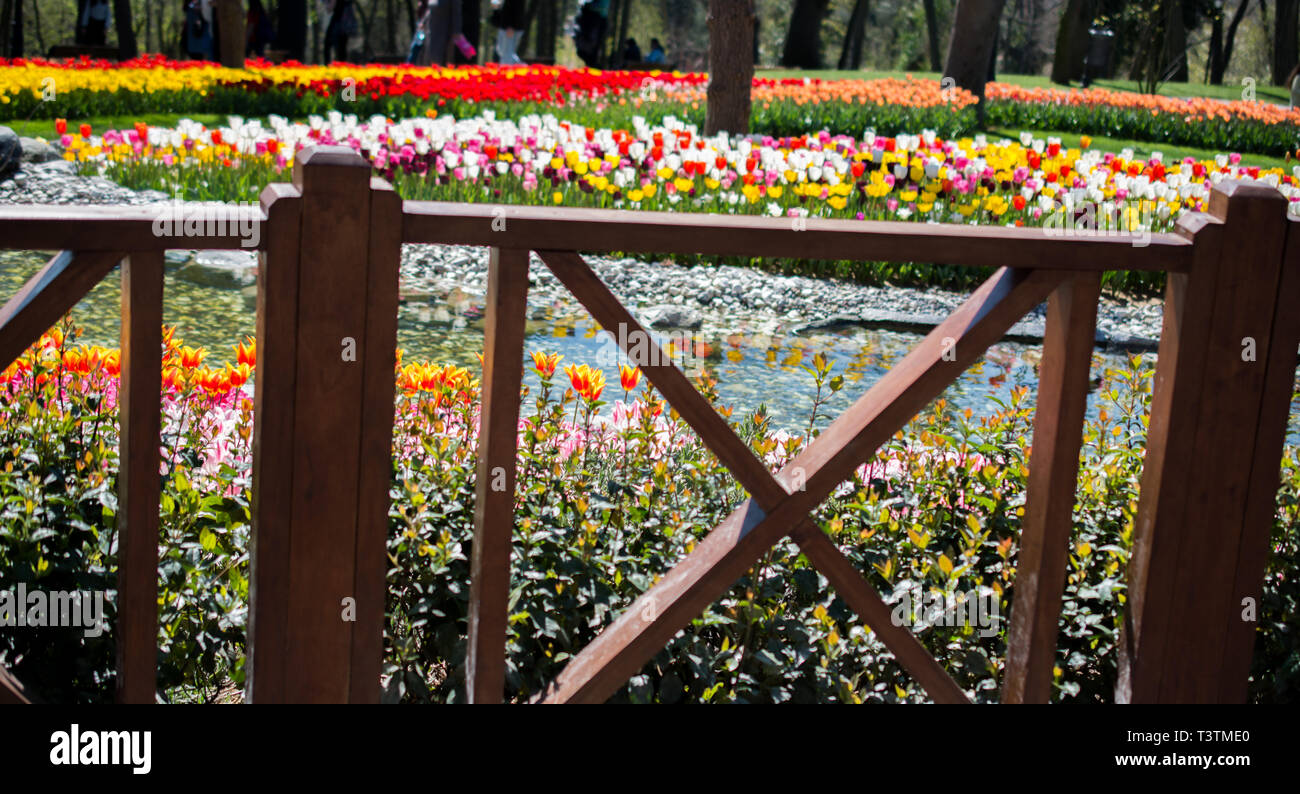 Colorful tulip flowers bloom in the garden Stock Photo - Alamy