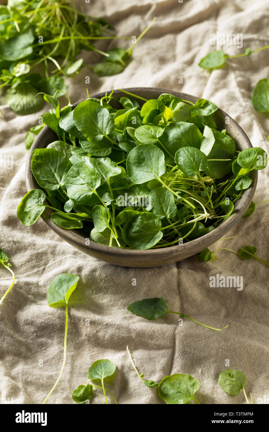 Raw Green Organic Living Cress in a Bowl Stock Photo