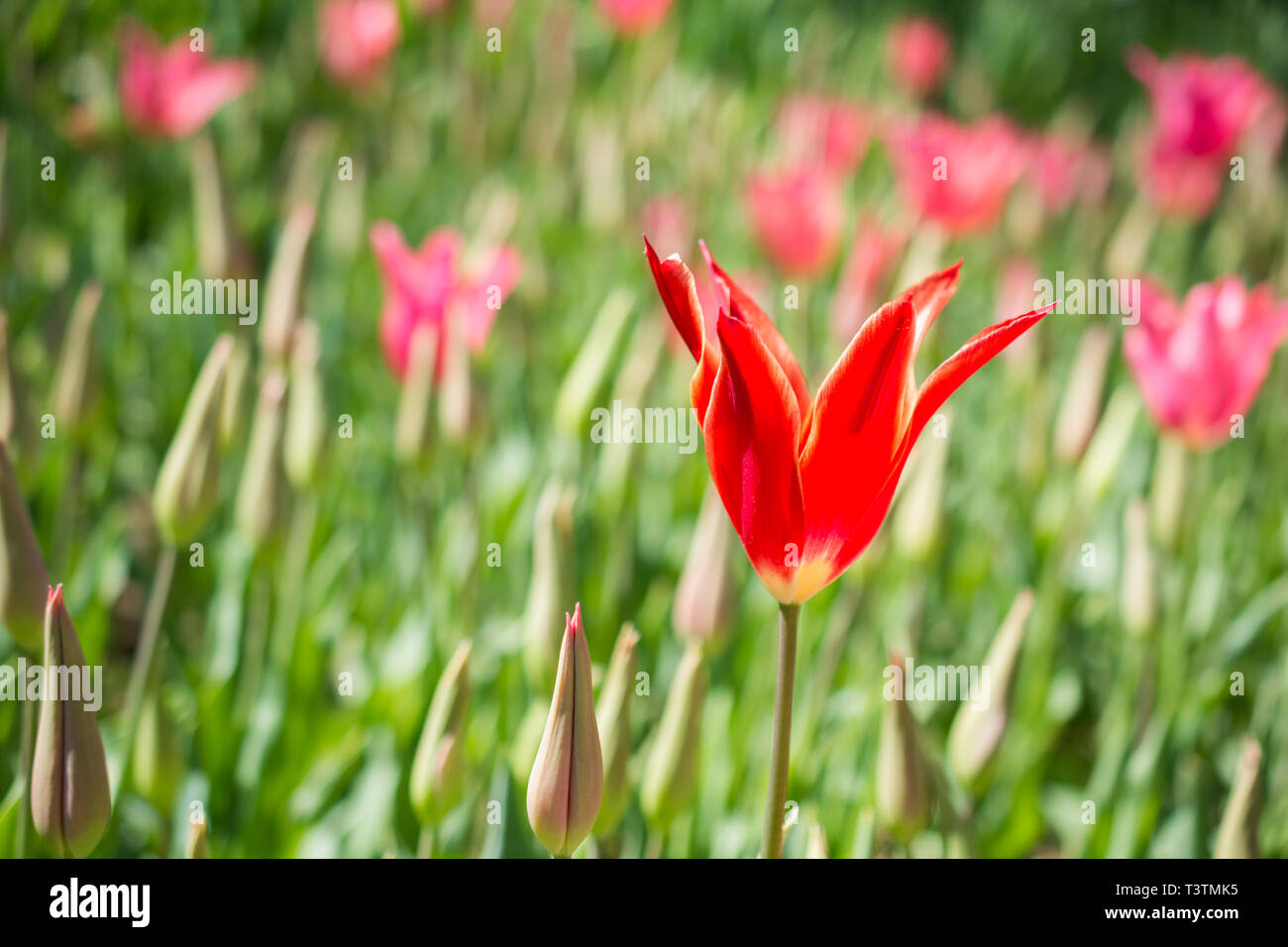 Single Tulip Flower Blooming in Spring Season Stock Photo Alamy