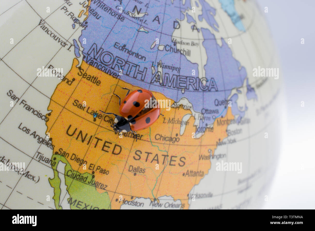 Ladybug on a sphere hi-res stock photography and images - Alamy