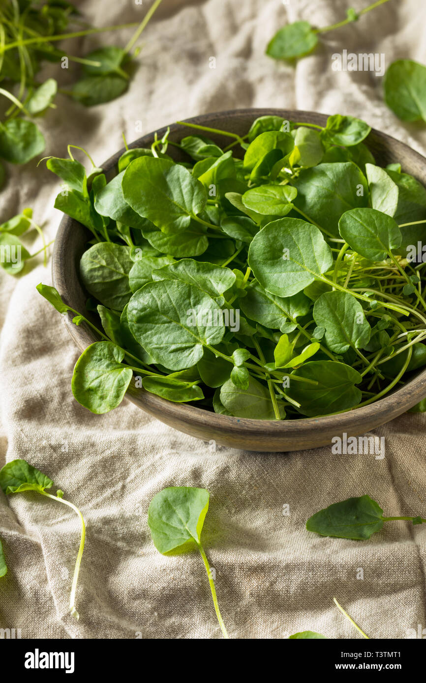 Raw Green Organic Living Cress in a Bowl Stock Photo