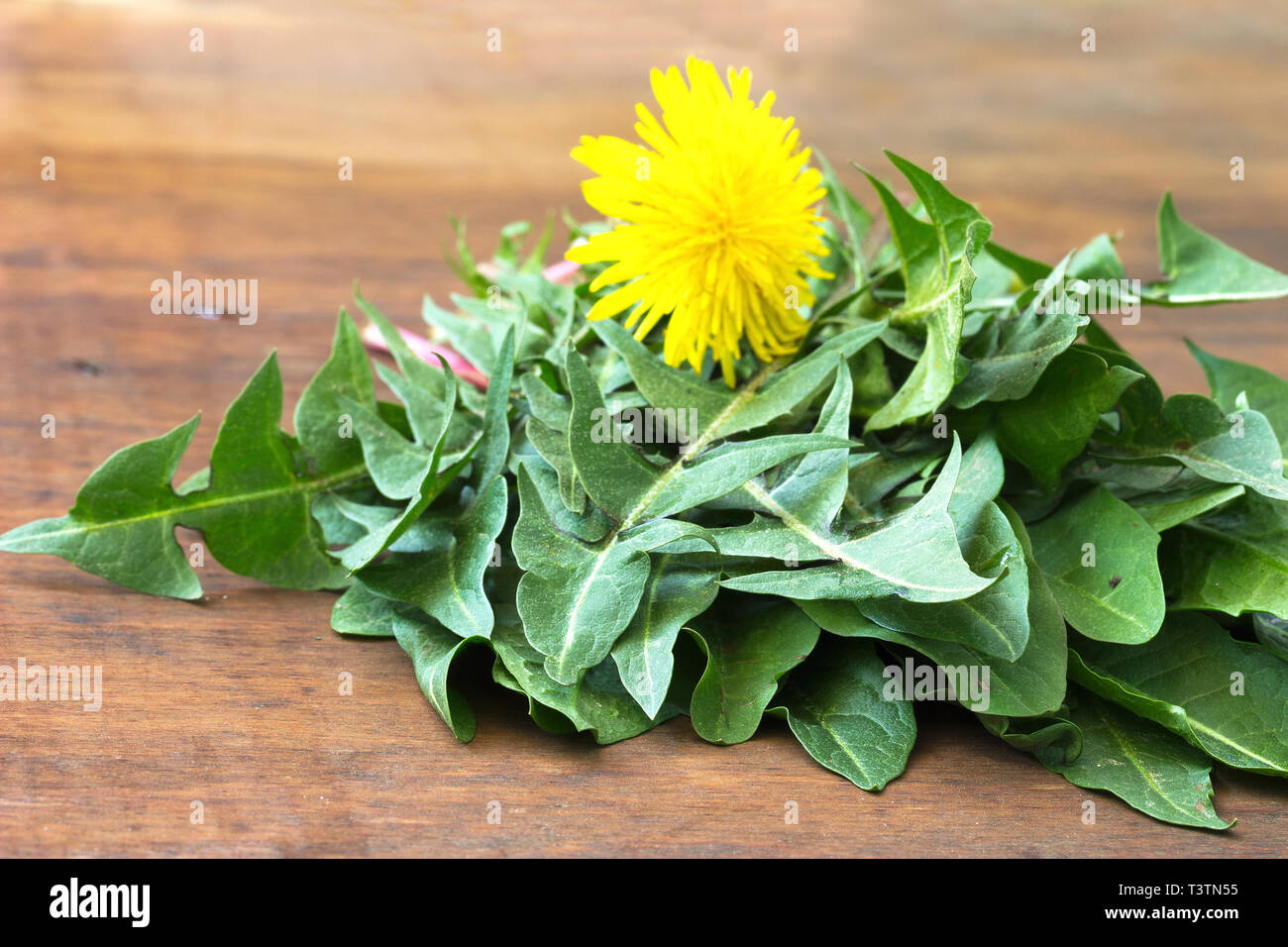 Raw organic dandelion greens Stock Photo Alamy