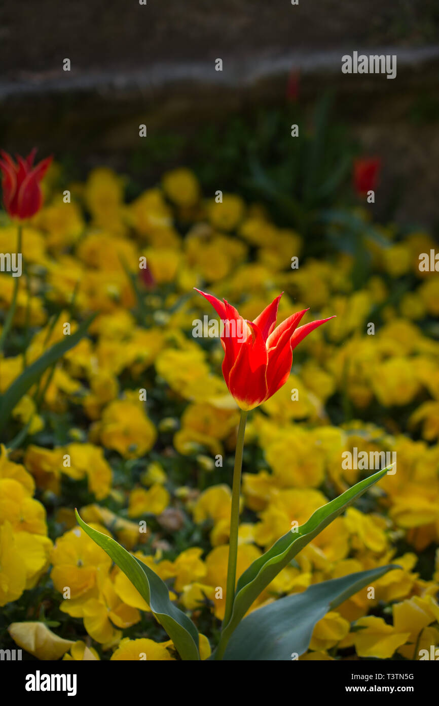 Single Tulip Flower Blooming in Spring Season Stock Photo Alamy