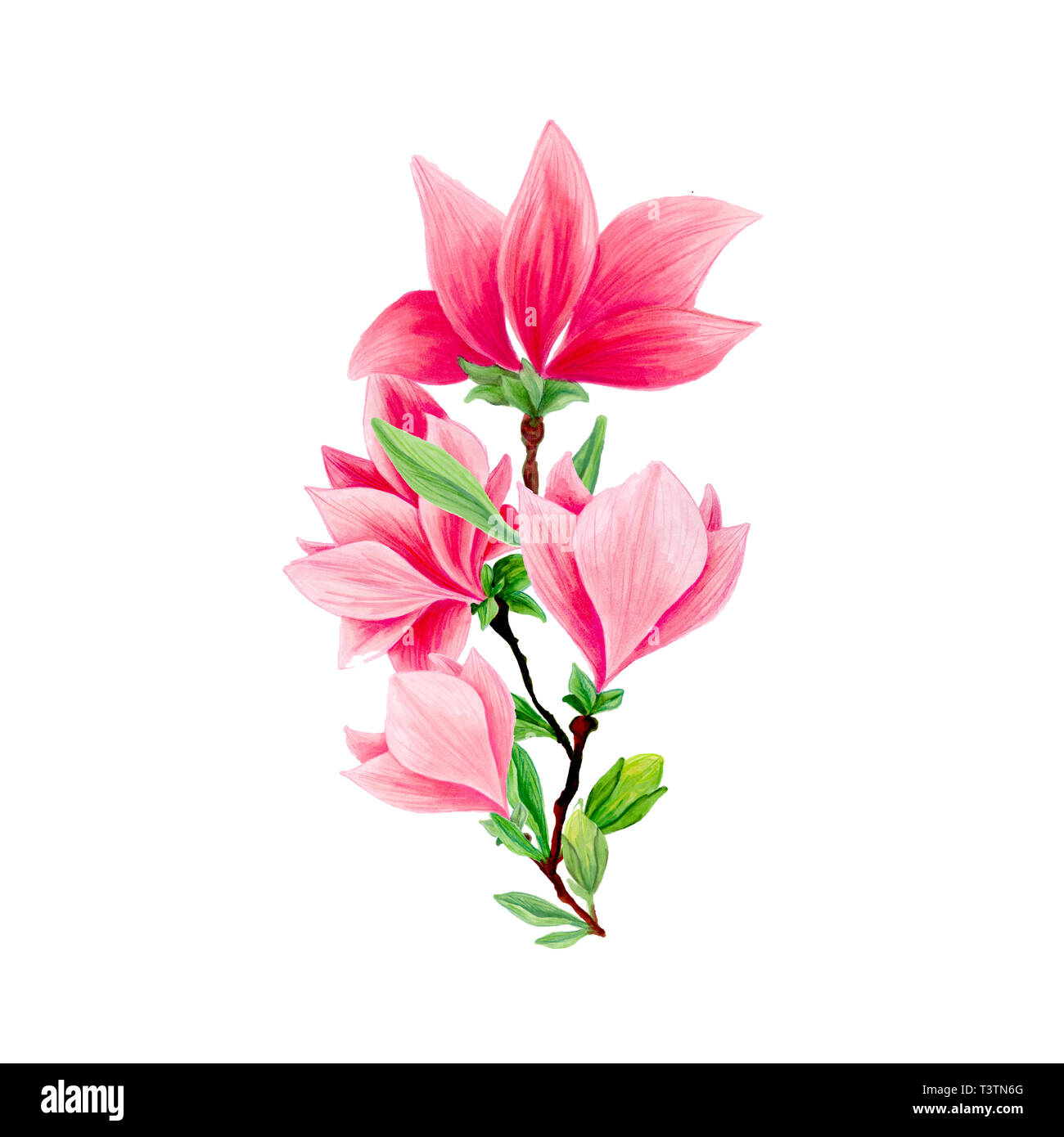 Magnolia flower bouquet in blossom, beautiful branch for logo design,  isolated illustrations set. Pink floral sketch drawings. Spring blossom  realistic cliparts. Wildflowers pencil texture Stock Photo - Alamy
